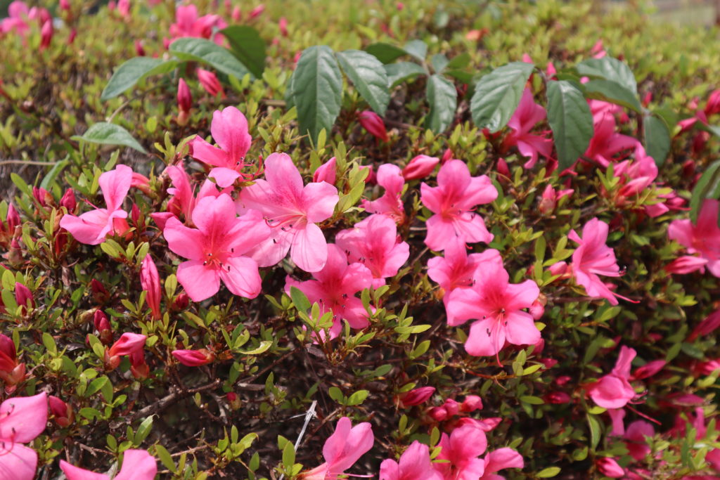 きれいなつつじ。これからの活動に花を添えてくれています。